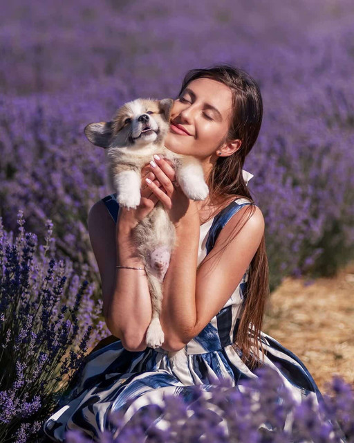 Joyful Summer Lavender Field Visual Reference Pack: Blue & White Dress & Puppy Styling