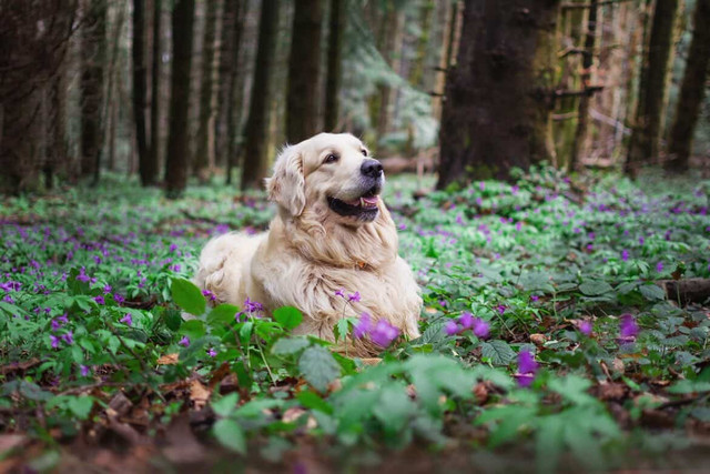 Golden Retriever Forest Editorial: Tranquil Nature Lookbook-Style Set