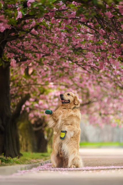 Vibrant Spring Cherry Blossom Photo Set: Golden Retriever Joy & Natural Elegance
