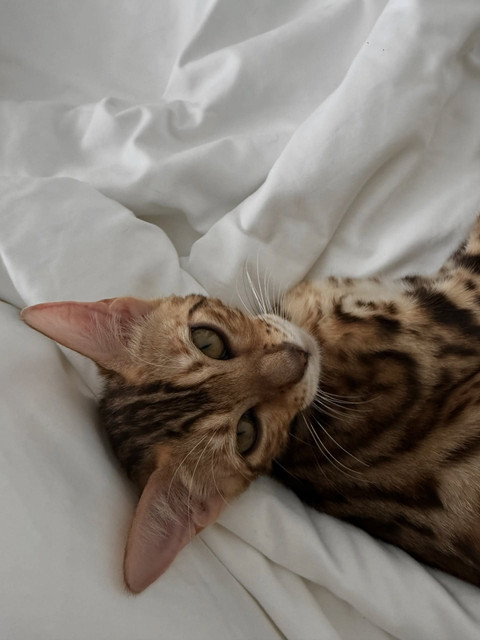 Cozy Bengal Cat Lifestyle Photo Set: Serene Domesticity & Soft Daylight Styling